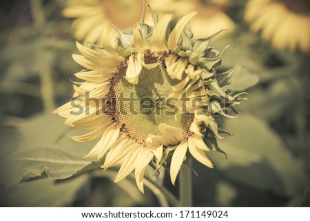 Sunflower in the field3