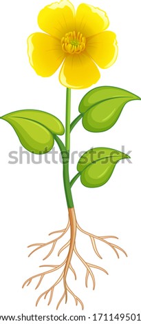 Yellow flower with green leaves and roots on white background illustration