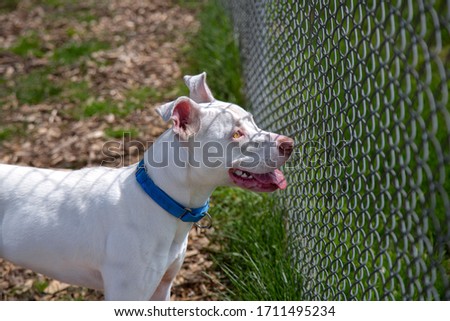 Partial side view of cute white Pit Bull Terrier mix dog looking through chainlink fence
 Royalty-Free Stock Photo #1711495234