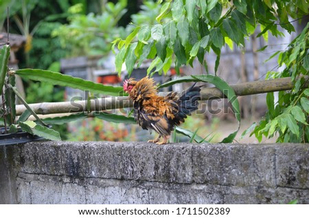 dwarf roosters that are really interesting and funny