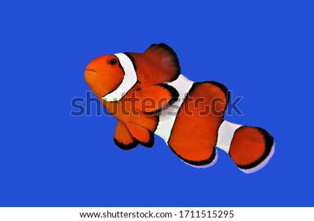 The orange clownfish (percula clownfish,clown anemonefish, anemonefishes) on isolated blue background. Amphiprion percula is widely known as a popular aquarium fish.  Royalty-Free Stock Photo #1711515295