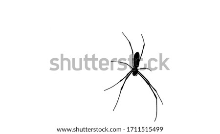 Silhouette of black spider on white background, black and white, halloween concept.                              