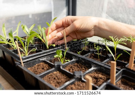 White female tends to her seed starts in the green house.  Royalty-Free Stock Photo #1711526674