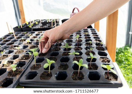 White female tends to her seed starts in the green house.  Royalty-Free Stock Photo #1711526677