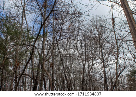 Forest tree line in the fall with leaves on the forest floor