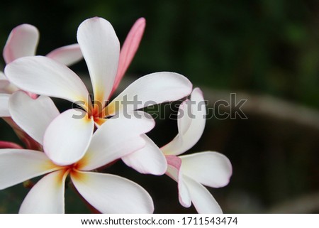 White flowers of Frangipani or Plumeria and dark blur background. In Thailand, the flower's name is Leelawadee or Lunthom.