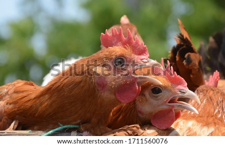 Portrait of chicken stock photo