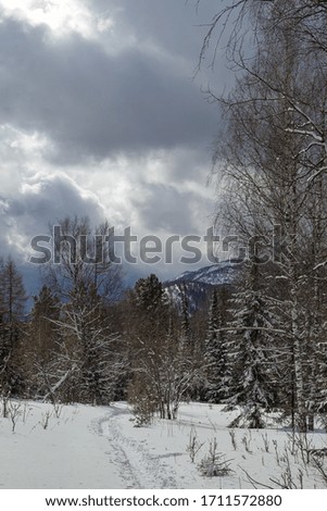 Pine forest in the mountains on the background of cloudy sky