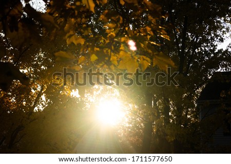 Sun Behind Yellowing Leaves of a Maple Tree