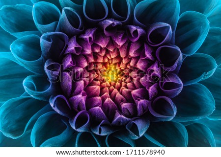 Colorful chrysanthemum flower macro shot. Chrysanthemum rainbow flower background. Royalty-Free Stock Photo #1711578940