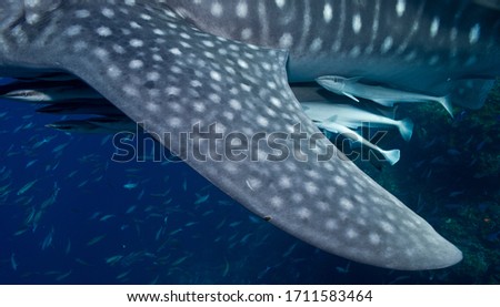 An unusual image of the graceful Whale Shark focusing on its pectoral fin patterns with remoras attatched. Thailand