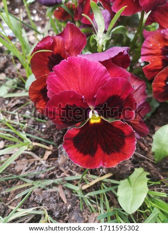 Dark red pansy flowers.  Pansy flower with yellow center. 