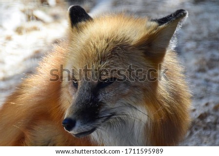 This is a picture of beautiful cunning fox.