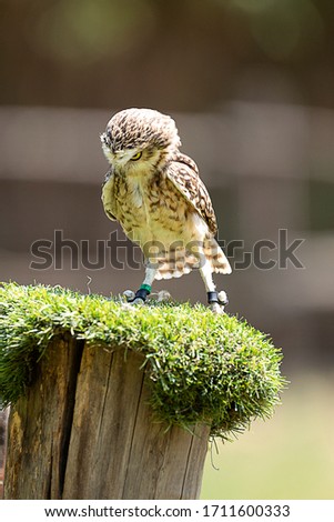 Funny animals: little owl (Athena noctua) who seems angry on a pole