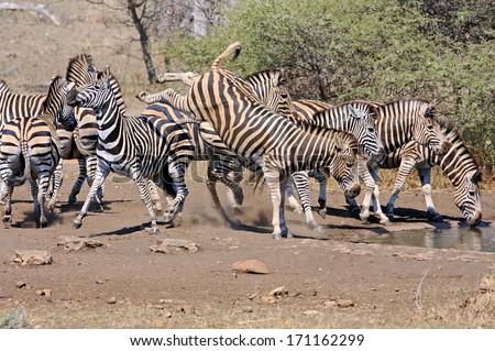 Wild african zebra at waterhole