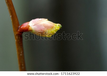Tree bud on a branch with raindrops close-up.