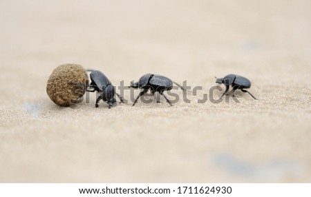 dung beetles on beach sand fighting for ball Royalty-Free Stock Photo #1711624930