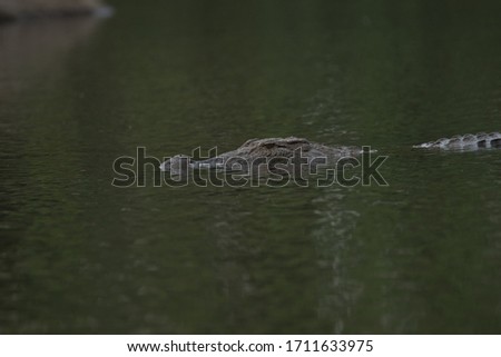 Crocodile or an alligator moving gently in water for catch its  pray, he's very Dangerous.