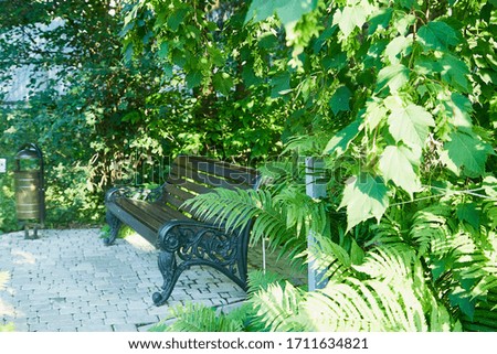 A bench in the park with green trees in a summer or spring day. Background for photoshoot in a nice day