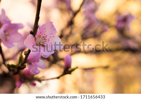 beautiful spring colored flowers, white and pink flowers, flowering apple and cherry
