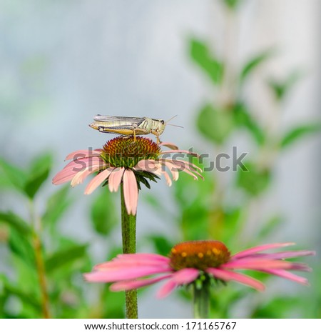 close-up view of grasshopper sitting on the top of flower