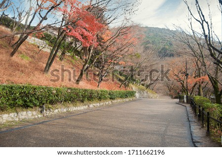 AUTUMN FALL TREES, BEAUTIFUL FOLIAGE IN JAPAN STREET 