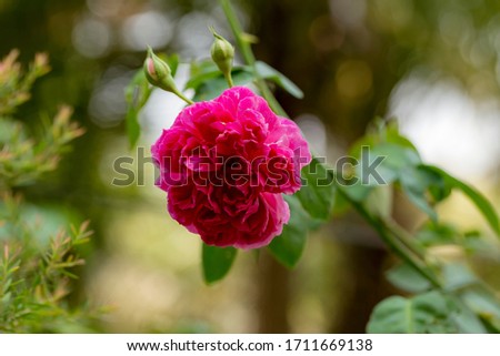 Rosa damascena, known as the Damask rose - pink