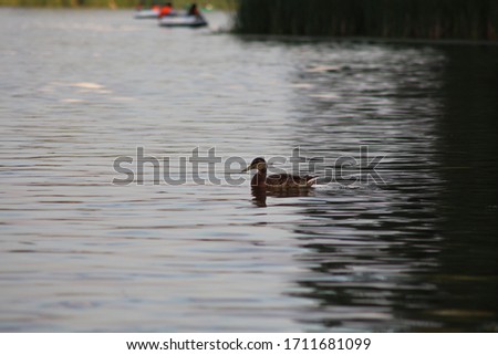 duck swimming in calm water, vegetation which is reflected in water is visible on the right