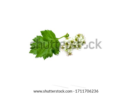 Hawthorn branch with flowers on white background