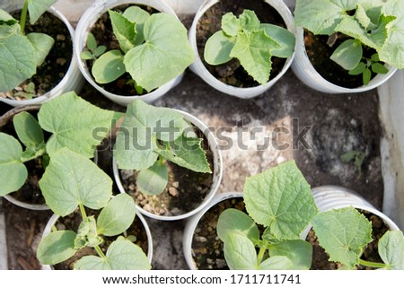 Cucumber seedlings in a container. Homegrown seedlings, household gardening concept