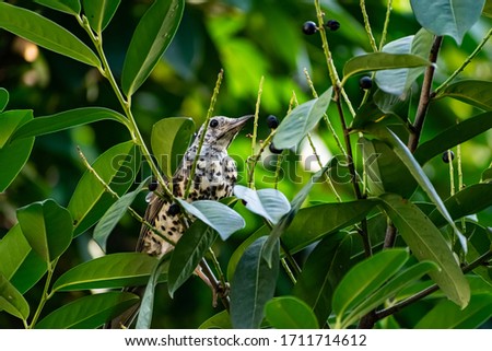 A songbird sits on the branches of a fruit tree with black fruit and long green leaves. A bird with a mottled color and a pattern in the form of spots