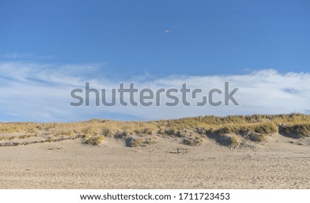 Sand dune with beach grass near Kampen on the island of Sylt