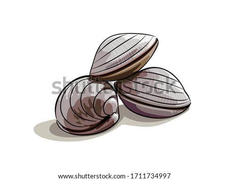 Vector illustration of shellfish on white background.
