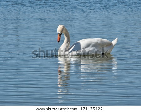 Mirror mirror on the wall, who is the prettiest of them all? Mute swan edition.