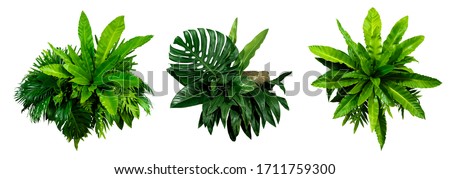 Green leaves of tropical plants bush (Monstera, palm, rubber plant, pine, bird’s nest fern) floral arrangement indoors garden nature backdrop isolated on white background thailand,  Royalty-Free Stock Photo #1711759300