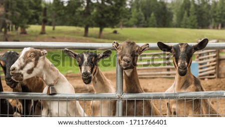 group of curious goats looking at the camera from behind the farm fence