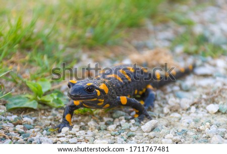 European fire salamander (Salamandra salamandra), a black yellow spotted amphibian in its natural habitat
