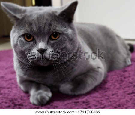 Picture with a British Shorthair cat