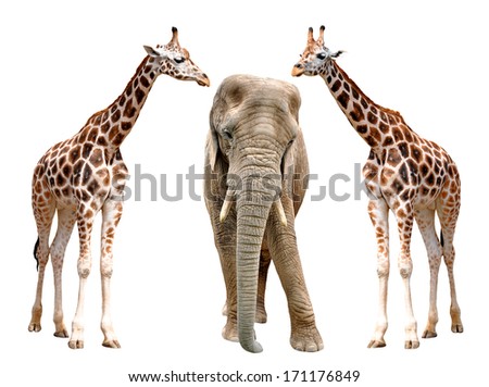 giraffes with elephant isolated on white 