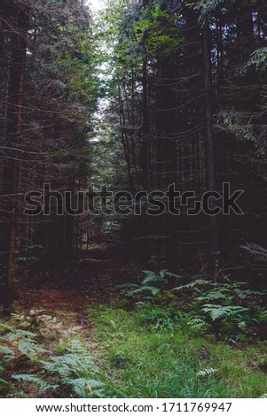 Dark forest with big leaf