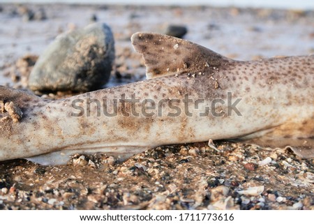 The spiny dogfish, spurdog, mud shark, or piked dogfish is one of the best known species of the Squalidae family of sharks, which is part of the Squaliformes order. Washed up  shark on the beach