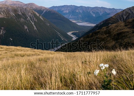 Winding river flowing through mountainous landscape with white flowers in the foreground