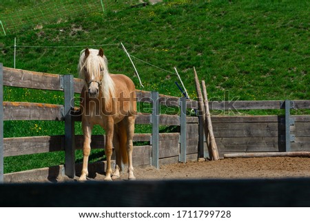 Beautiful horse on a sunny day