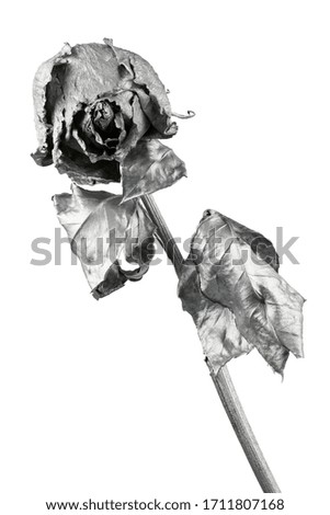 Silver rose isolated on white. Silver dried flower head, romance concept. High resolution photo. Full depth of field.