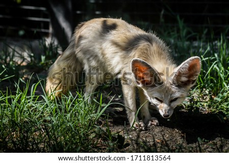 Photo of a little Fennec fox standing in the grass in a ray of light. (Vulpes zerda). Wild life animal.