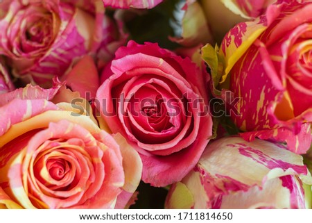 A close up of a flower. High quality photo. Two-tone roses, pink and yellow roses. Macro.
