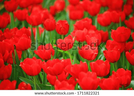 close up red Tulip flower  pictures