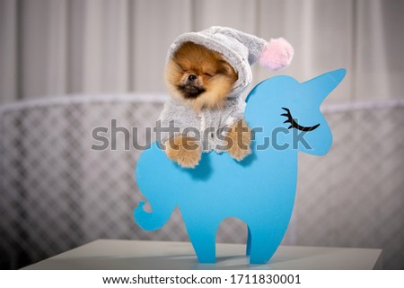 Cute Pomeranian puppy on a blue horse.