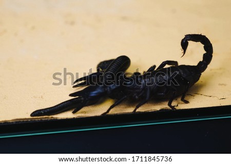 Scorpion with a leech in the terrarium. Black scorpion is a poisonous arthropod and bloodsucking leech.