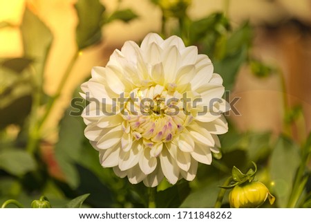one white flower, round, many petals, top view green bokeh